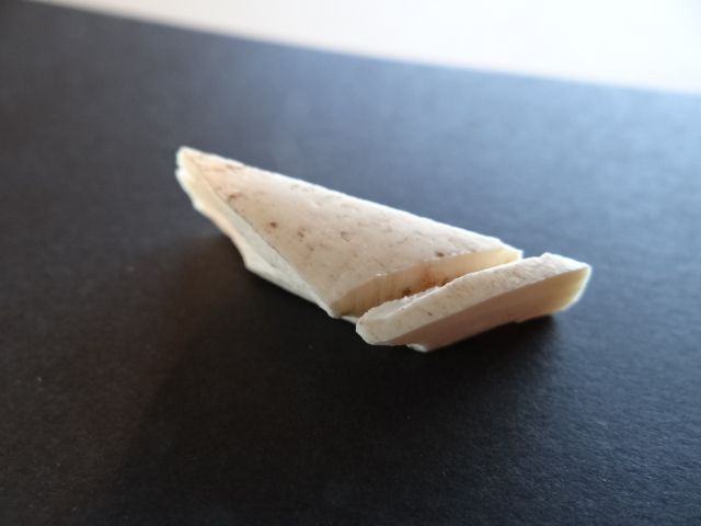 A tiny piece of cow bone almost cut through for the creation of a doll-house sized bone folder