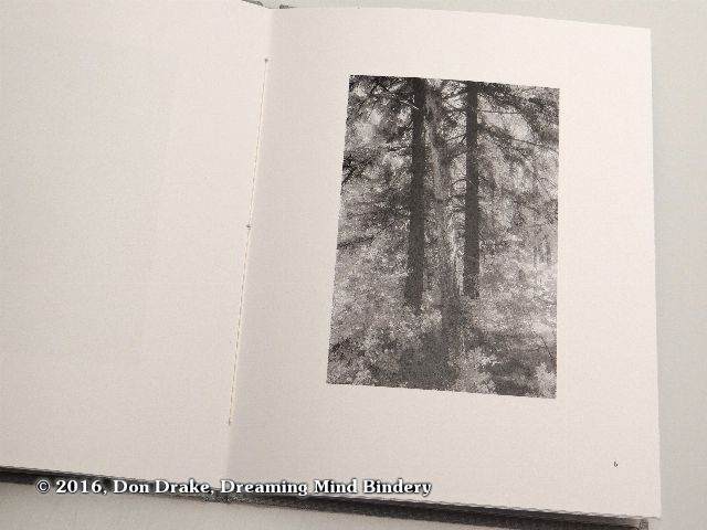 'Leaning Tree', image 6 in Kate Jordahl's and Don Drake's One Poem Book, Here