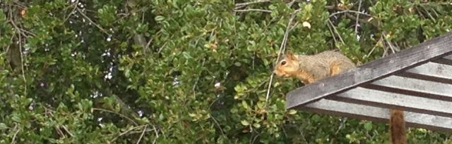 Squirrel on an arbor