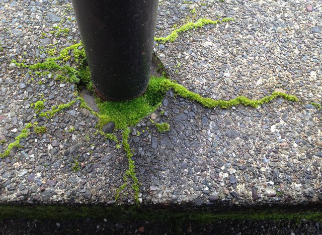 Pole, moss, concrete